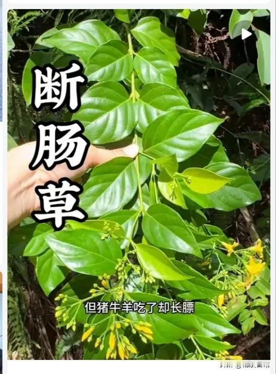 今天和大家分享认识金银花知识，如何识别银花，下面有两张图，以前看电视经常有报导，