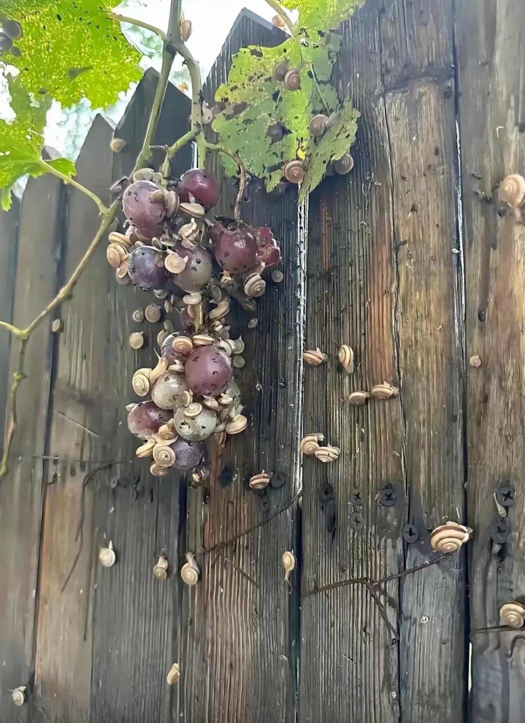不喷农药的葡萄就会长成这样！
永远也体会不了，下雨院子里走路自带