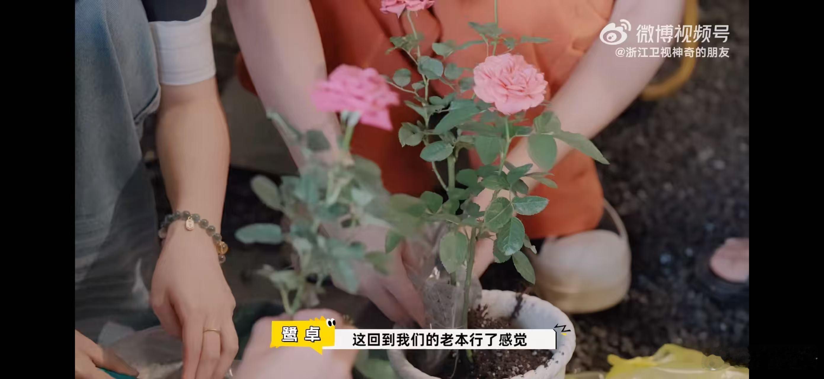 鹭卓卓沅合体新综艺 默契是时间的馈赠，鹭卓卓沅十年同频的默契无人能及，新综艺里他