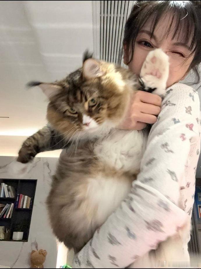 田曦薇的猫像大卡车一样走过来田曦薇直播时，家里养的缅因猫康康大王慢悠悠登场，步伐