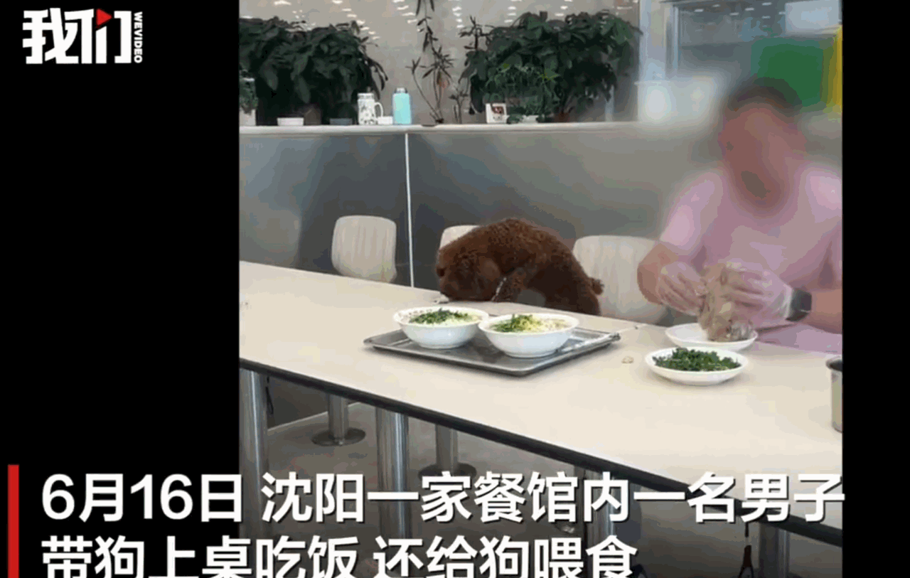 离谱至极！辽宁沈阳一家餐馆内，有人竟带着自家小狗上桌同席吃饭，狗狗直接趴在餐桌上
