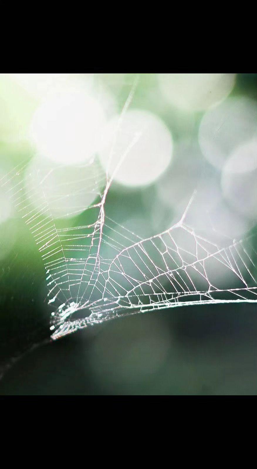 🕸️晨露织成的网，是阳光漏下的诗行✨ 自然的经纬里，藏着无人打扰的时光🌿