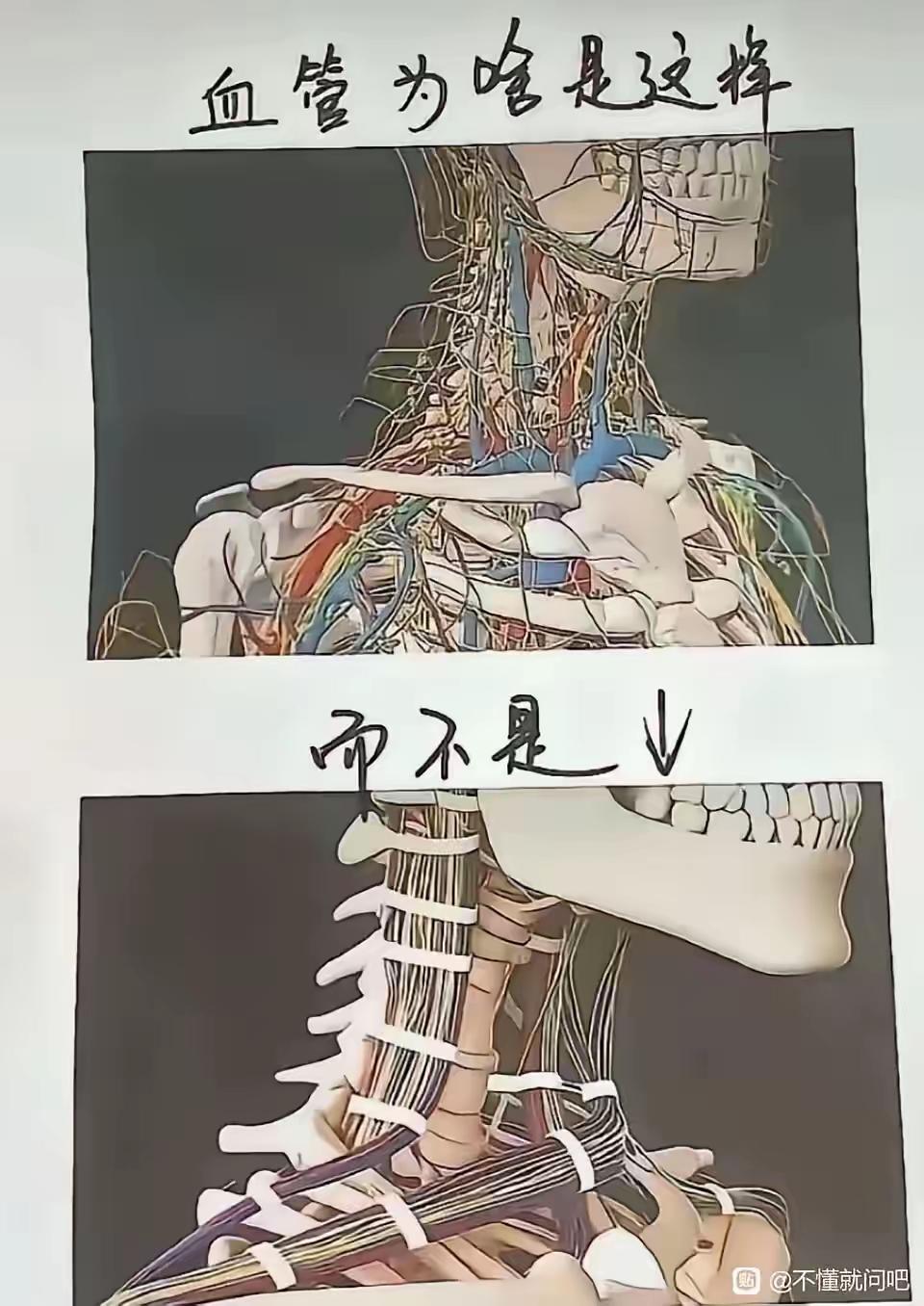 从进化心理学角度讲，大家分析一下下面的图片！
第一个图是人类现在的血管分散走向线