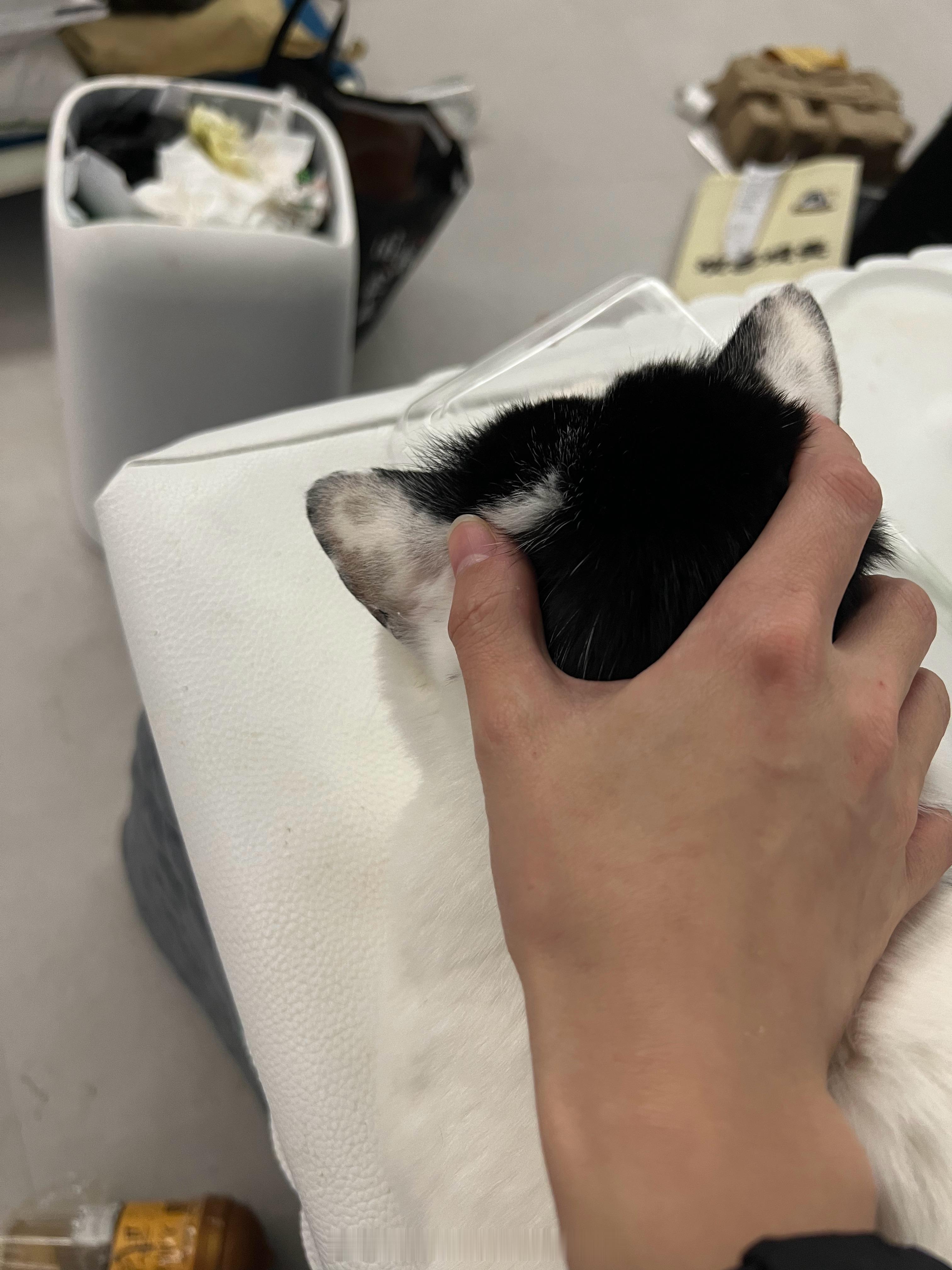 特妹头受害者联盟[超话] 奶猫兄妹 ​​​