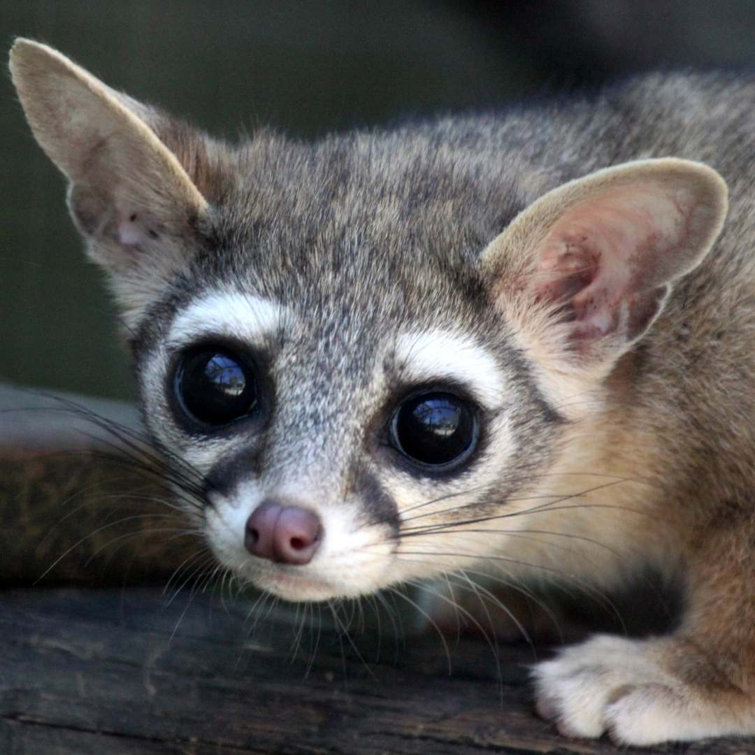 可可爱爱Ringtail~环尾浣熊~Bassariscus astutus这卡姿