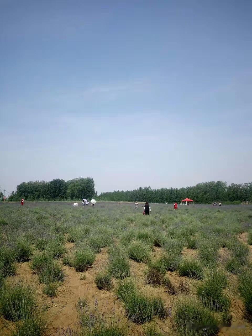 还记得胶州里岔林家村的那片薰衣草花海吗？始终忘不了2015年父亲节那天，奔赴的那