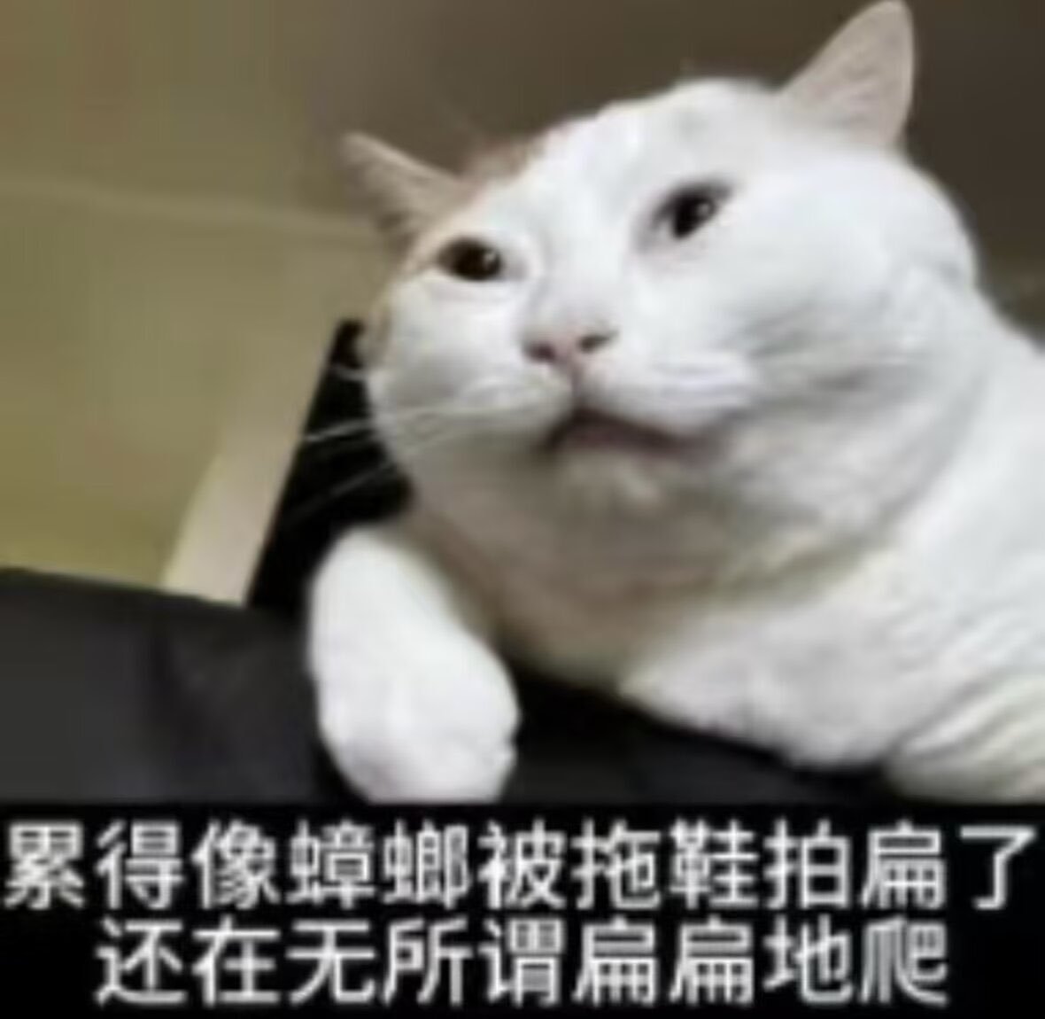 不要再骂我了