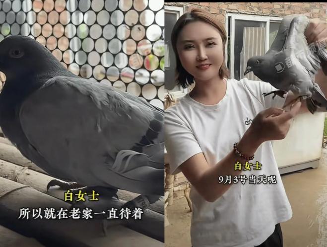 河南新乡一名女子正在家中干活，突然，一只灰色的鸽子飞到她们家窗户上，女子走过去一