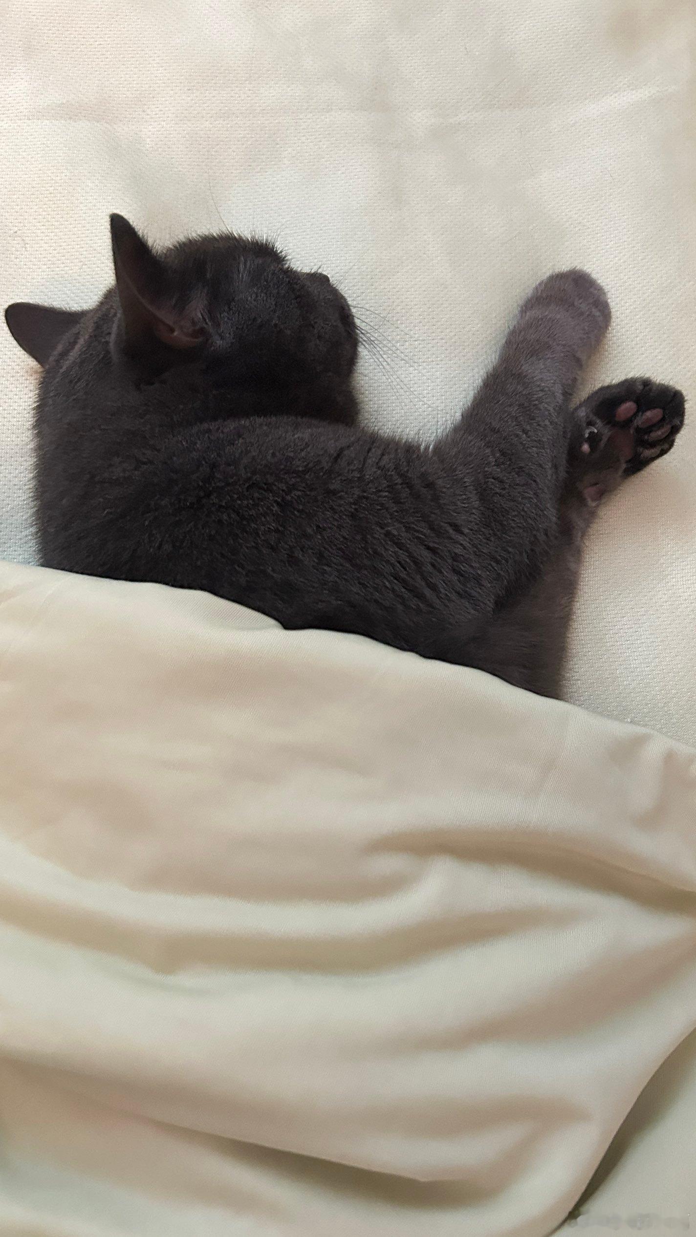 小猫盖被被 