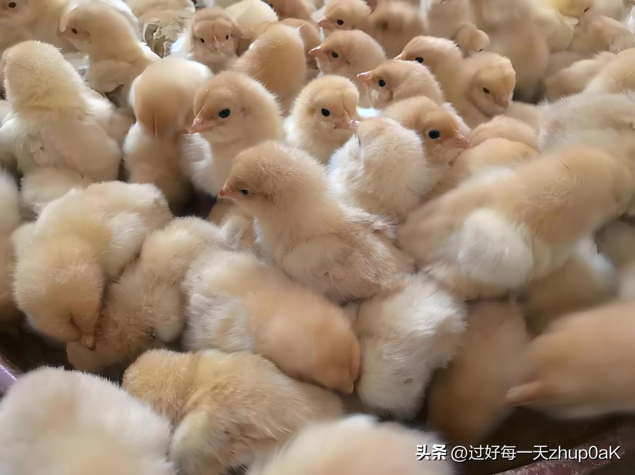 傍晚徒步，听见路边电喇叭传来叫卖声:”小雏鸡1元钱60只！”
刚开始，我以为自己
