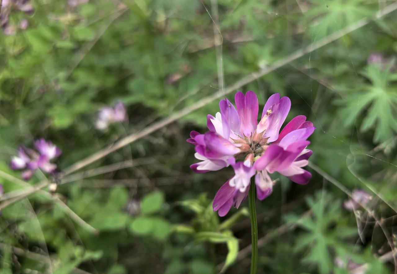 【热评】私藏淫秽物品就会获刑吗
女子从日本背回244本淫秽漫画获刑

近日，一女