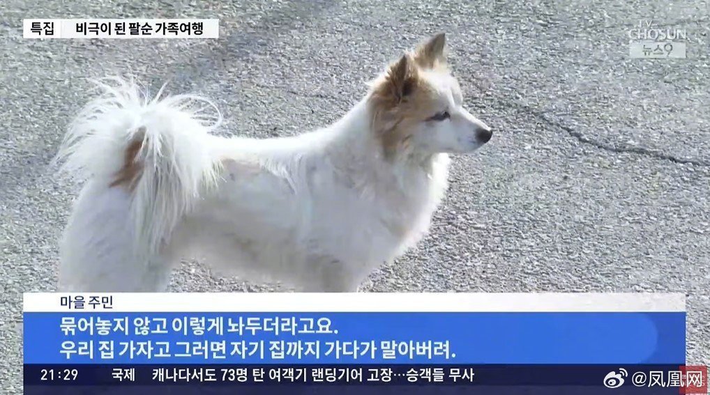 【 韩空难一家9口遇难只剩小狗 】 韩国空难9口之家遇难只剩小狗  当地时间12