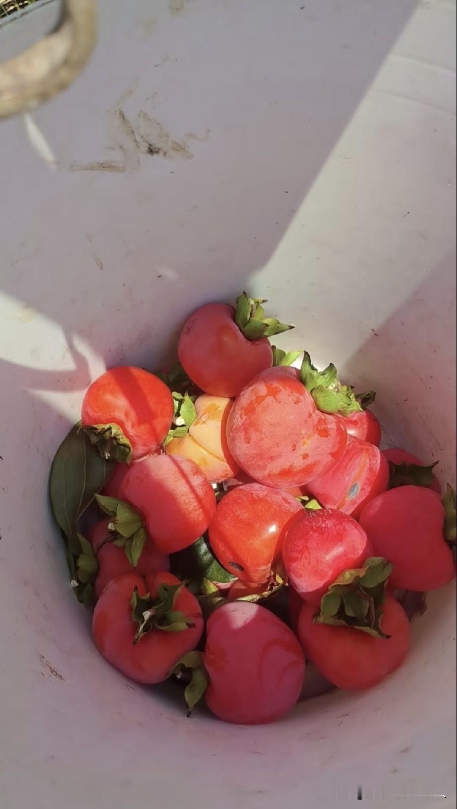 红彤彤的甜柿子，祝各位柿柿如意。