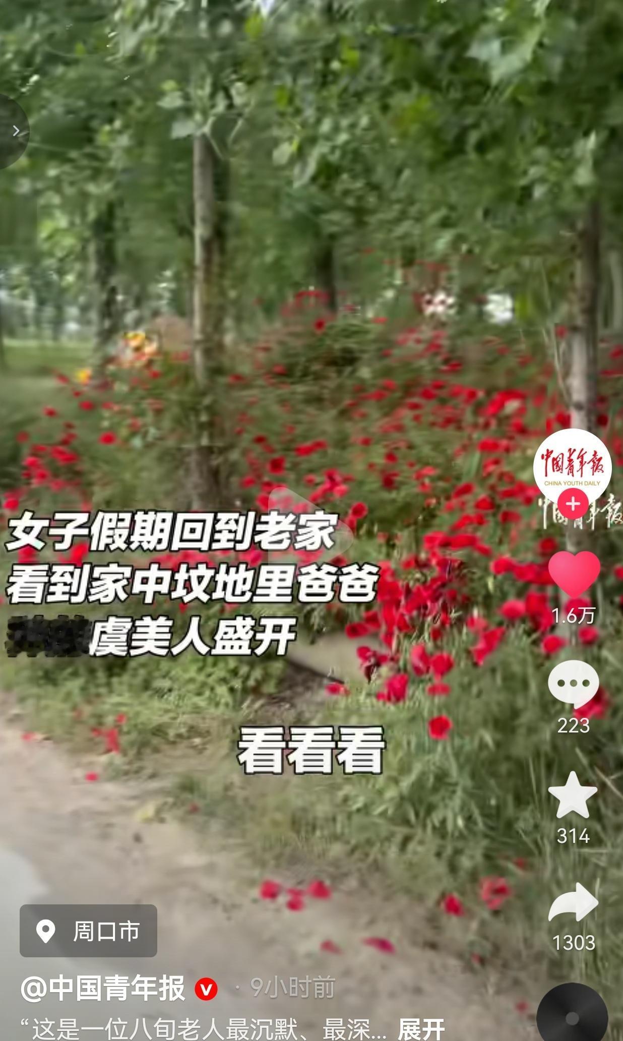 八旬老人给亡妻种了十几年虞美人，外人眼里的花海，全是藏不住的深情
 
河南周口的