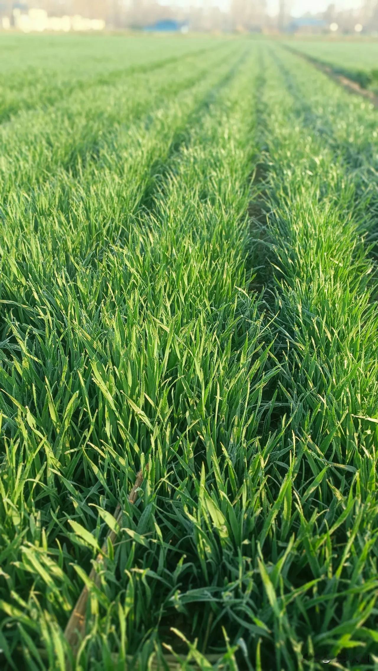 鹧鸪天·龙抬头逢春
 
火龙赤马遇春分，苍龙昂首吻芳辰。
千枝吐翠生机满，万象更