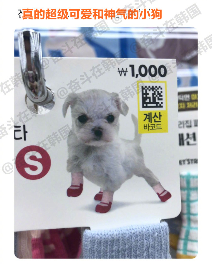 超级可爱和神气的小狗~热点现场 海外新鲜事