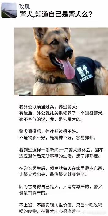 警犬,知道自己是警犬么? ​​​