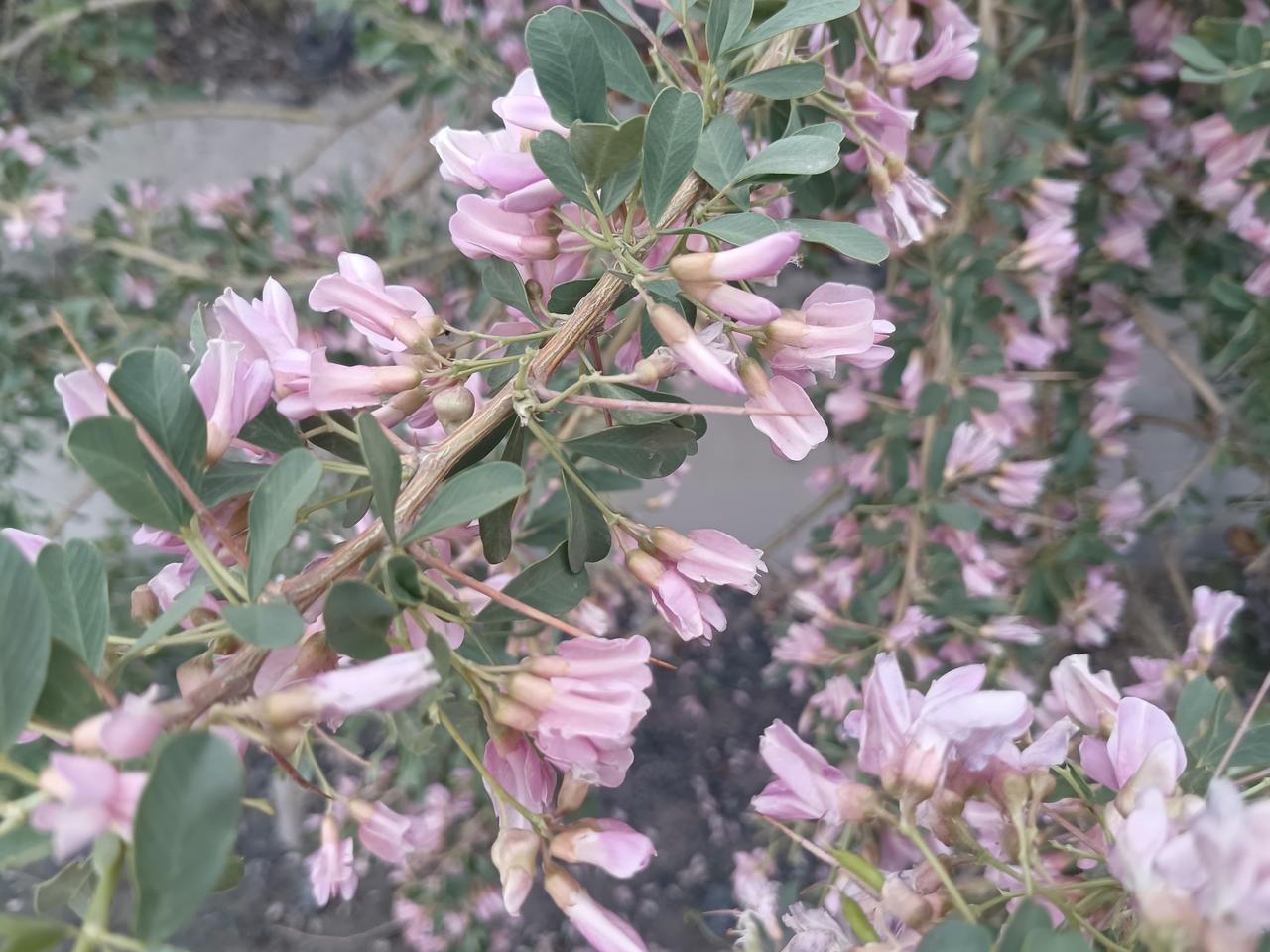 刺花