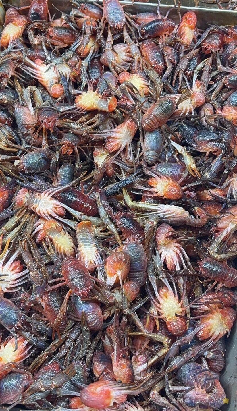 有吃过的朋友吗？你们那里怎么吃！