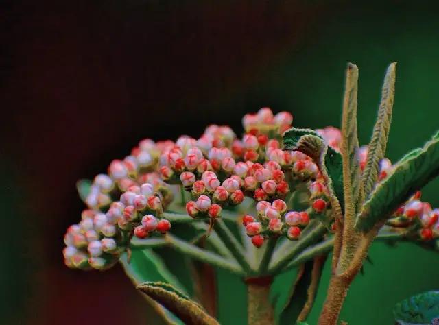 长白山人参“超车”和牛？真正的差距根本不在肉！
 
你看到的是日本和牛的天价，