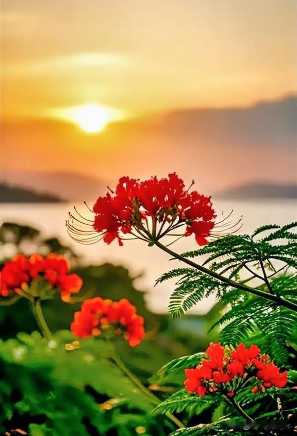 花事循时序，浮沉皆寻常！花开自有其时，零落亦有定数，芳华从无恒久不散。灼灼盛放只