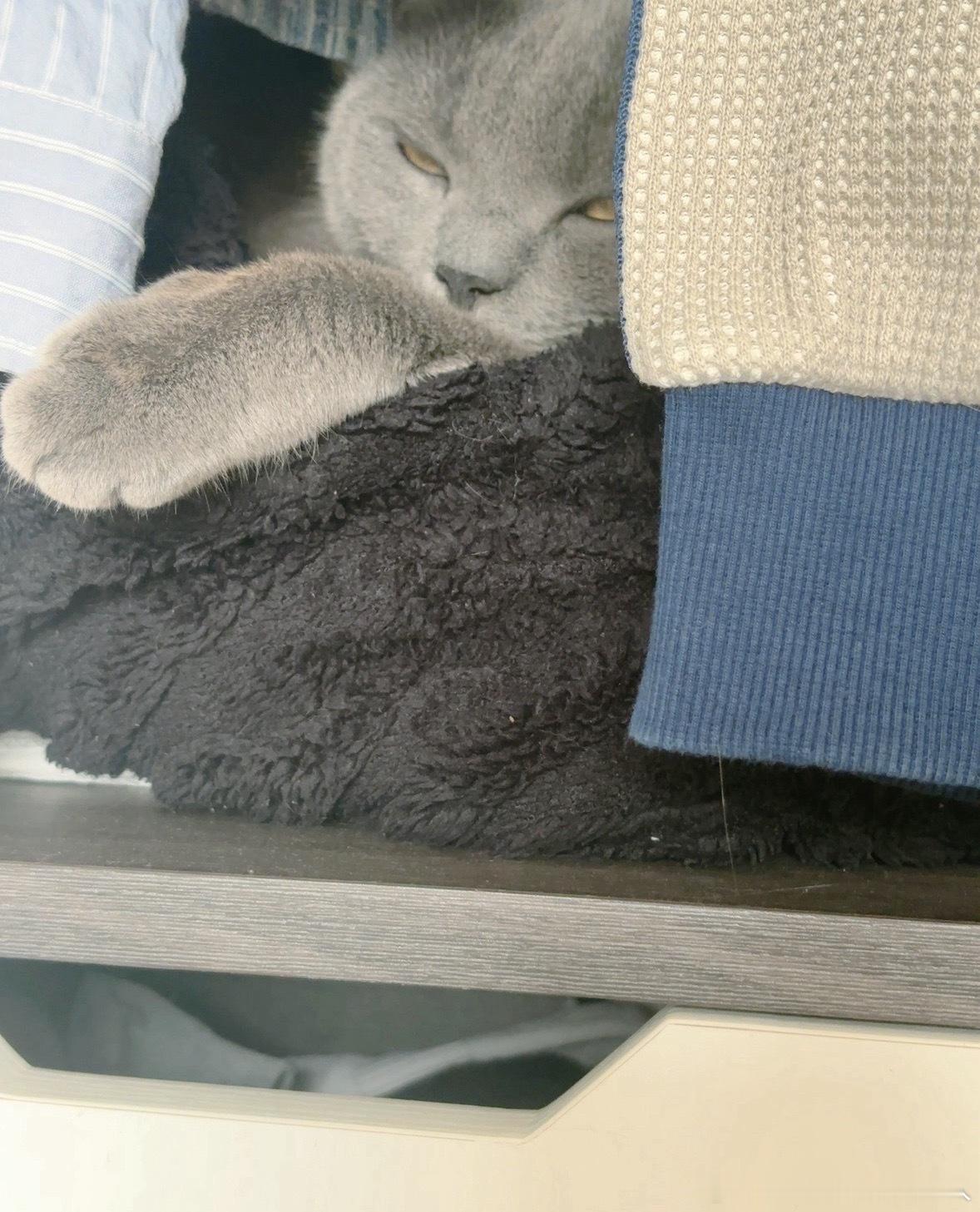 除了不睡猫窝，哪里都睡