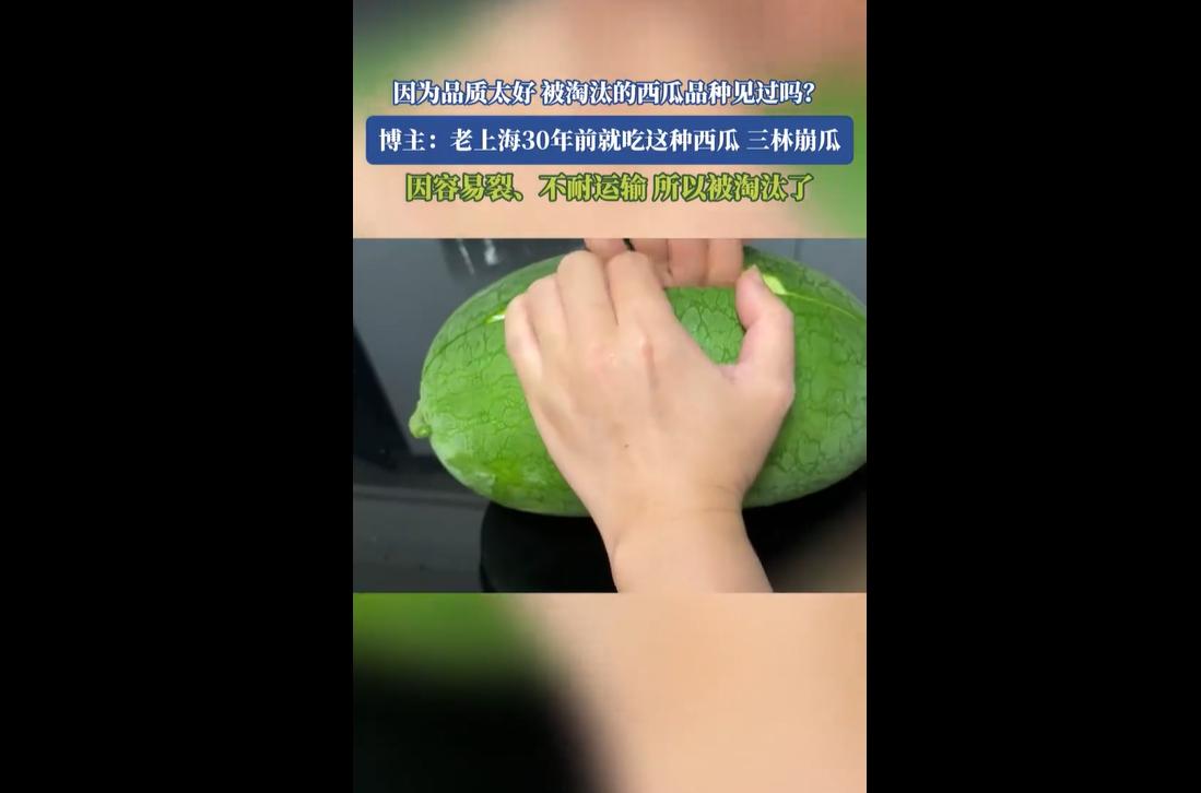 近日，多款承载几代人童年记忆的老式西瓜品种让人感慨。
这些口感绝佳的老牌西瓜，大