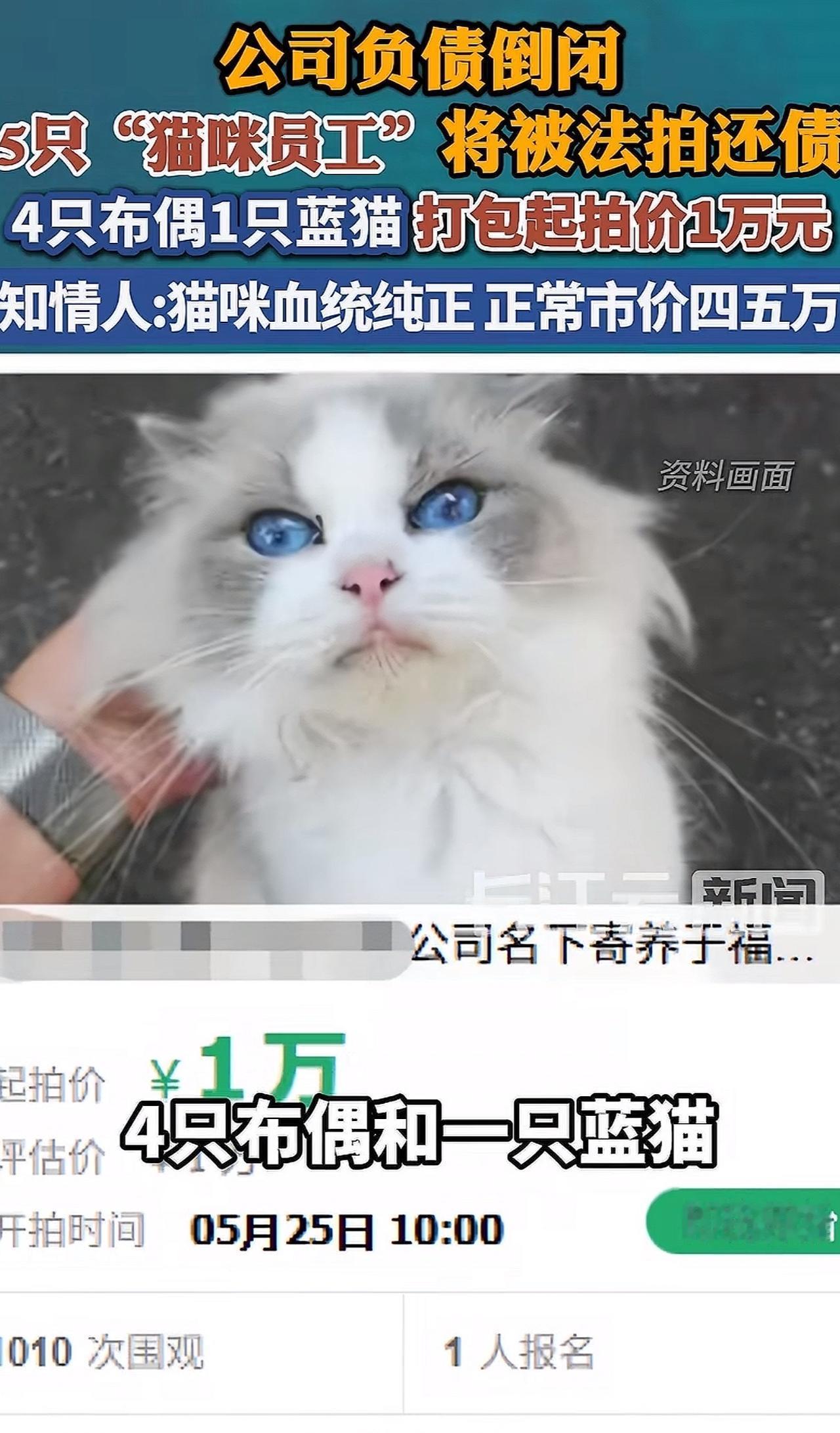 谁能想到，法院司法拍卖的清单里，居然会出现五只软乎乎的小猫？福建南平一家茶业公司