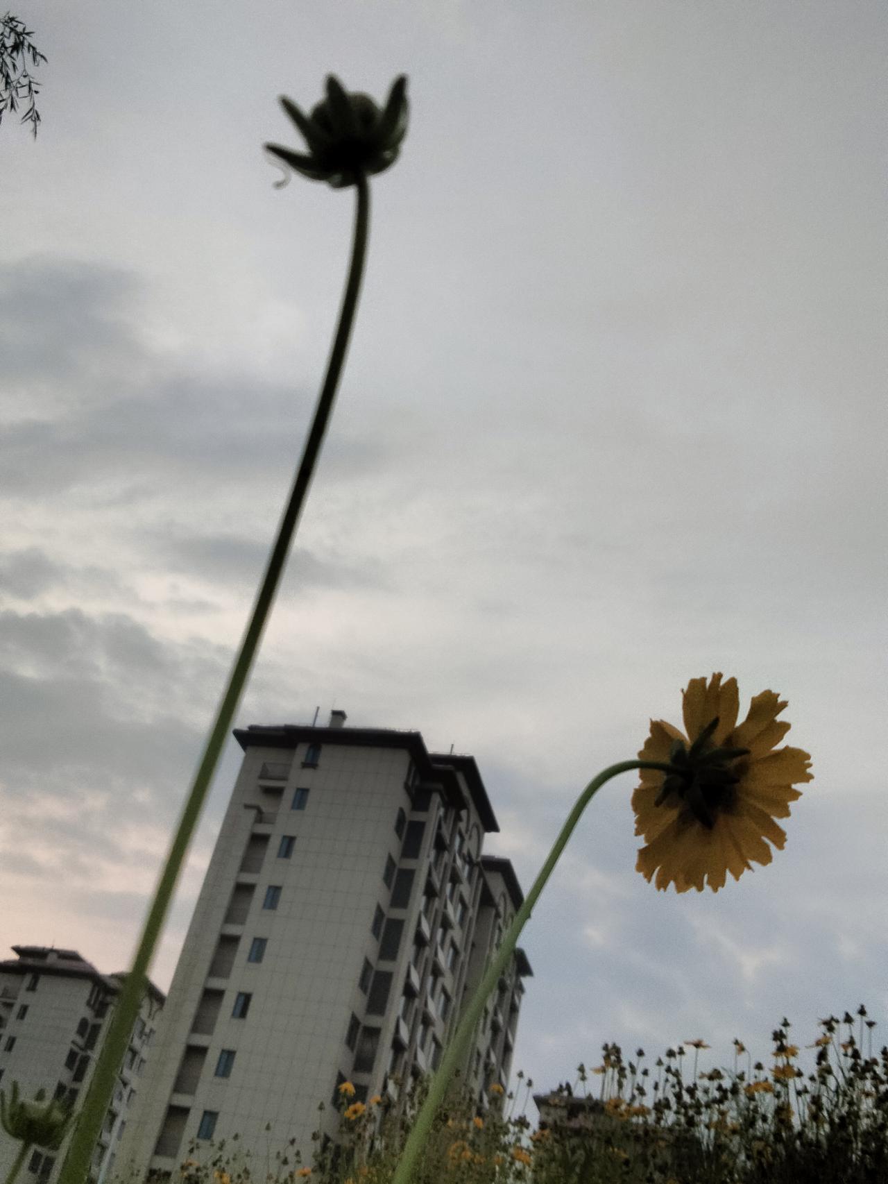 花梦！