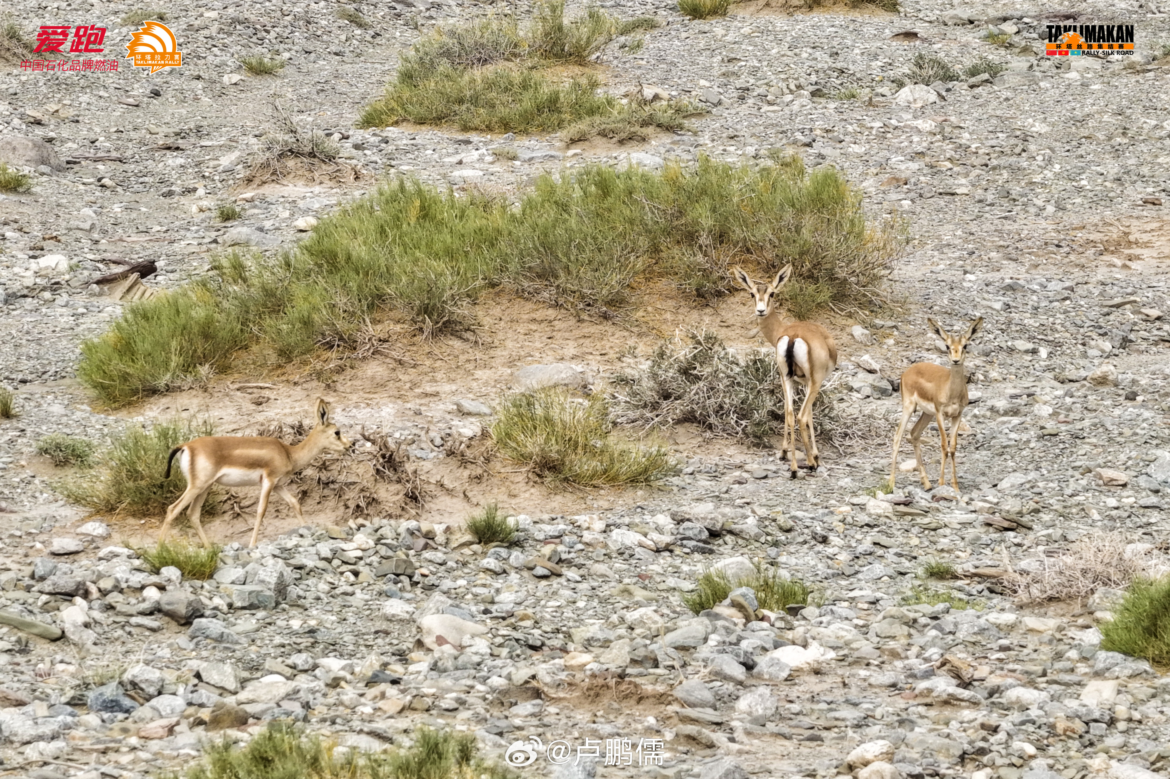 🐐🐫🐑🐍🐸🐱🥩2025中国环塔丝路集结赛小卢篮球世界 ​​​