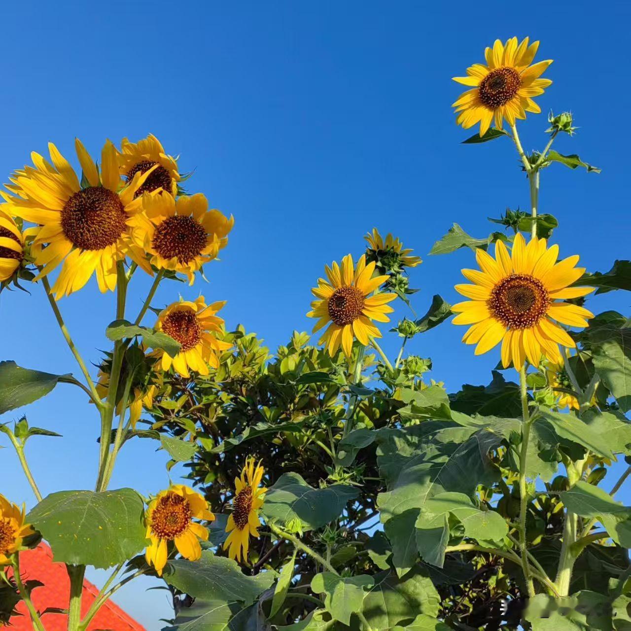 分享今天的随手拍！