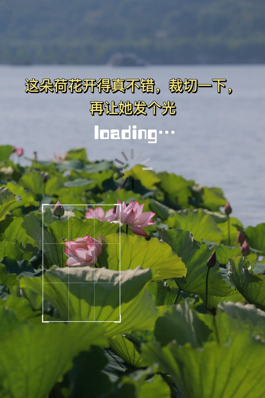 想学荷花调色教程的看过来，最后一张附参数哦～
如果想突出发光的感觉，可以在调色完毕后导入醒图，增加特效（发光2：大小32，强度21，滤镜15），画面会更有发光的感觉哦，这个小技巧可以收藏起来，以后会经常用到。