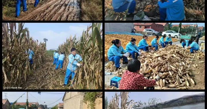 青岛公司：秋收一线显担当，工会助农暖人心——工会组织开展秋收志愿服务行动