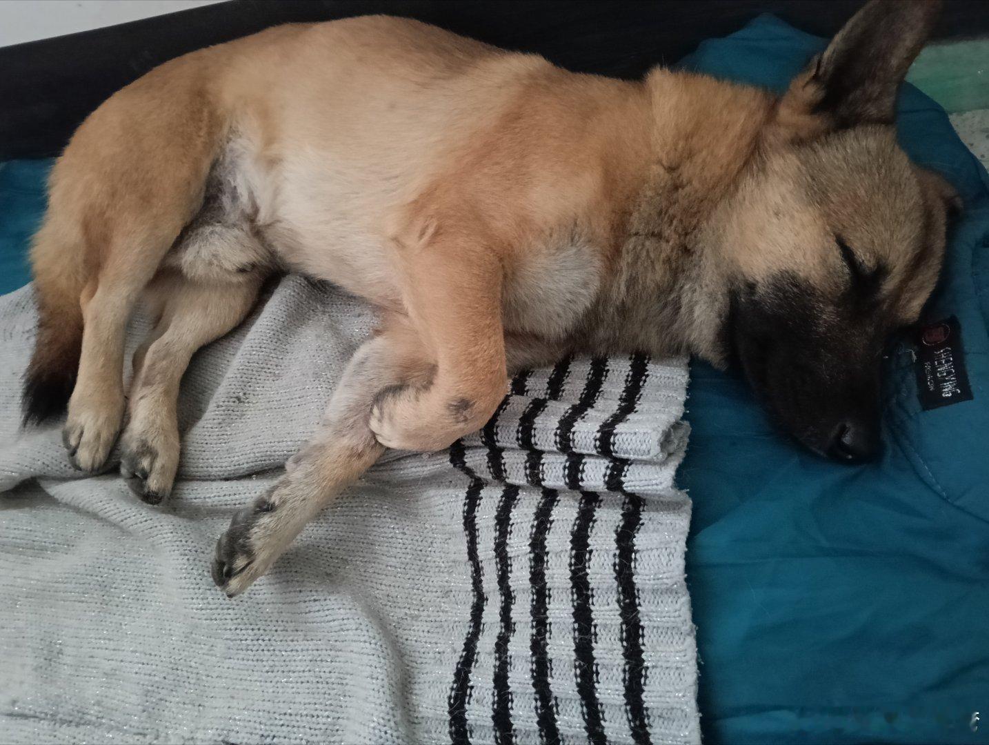 “人畜不同啊，狗怎么能住进人的屋里？”这是今天我一个女长辈说的，她路过我家，进来