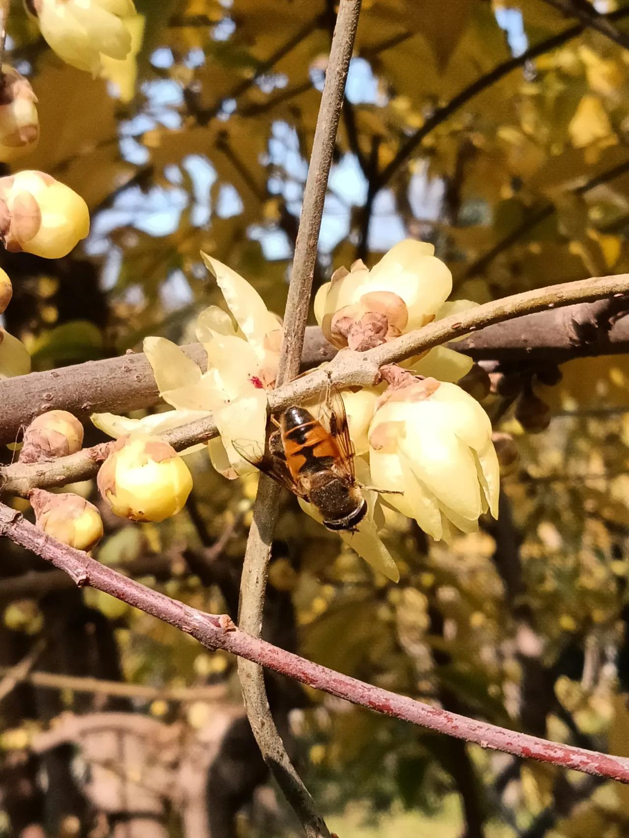兴庆公园腊梅开