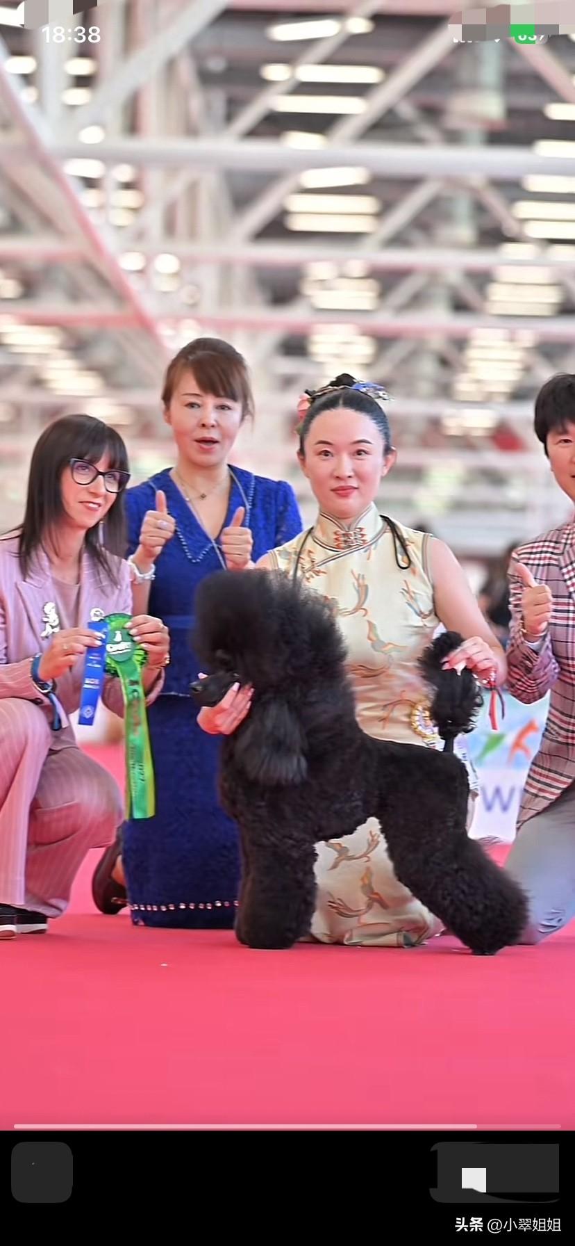 霍思燕的黑色宠物狗霍蜜蜡太给力了！
在国际犬类比赛中再获冠军！
霍思燕功劳功不可