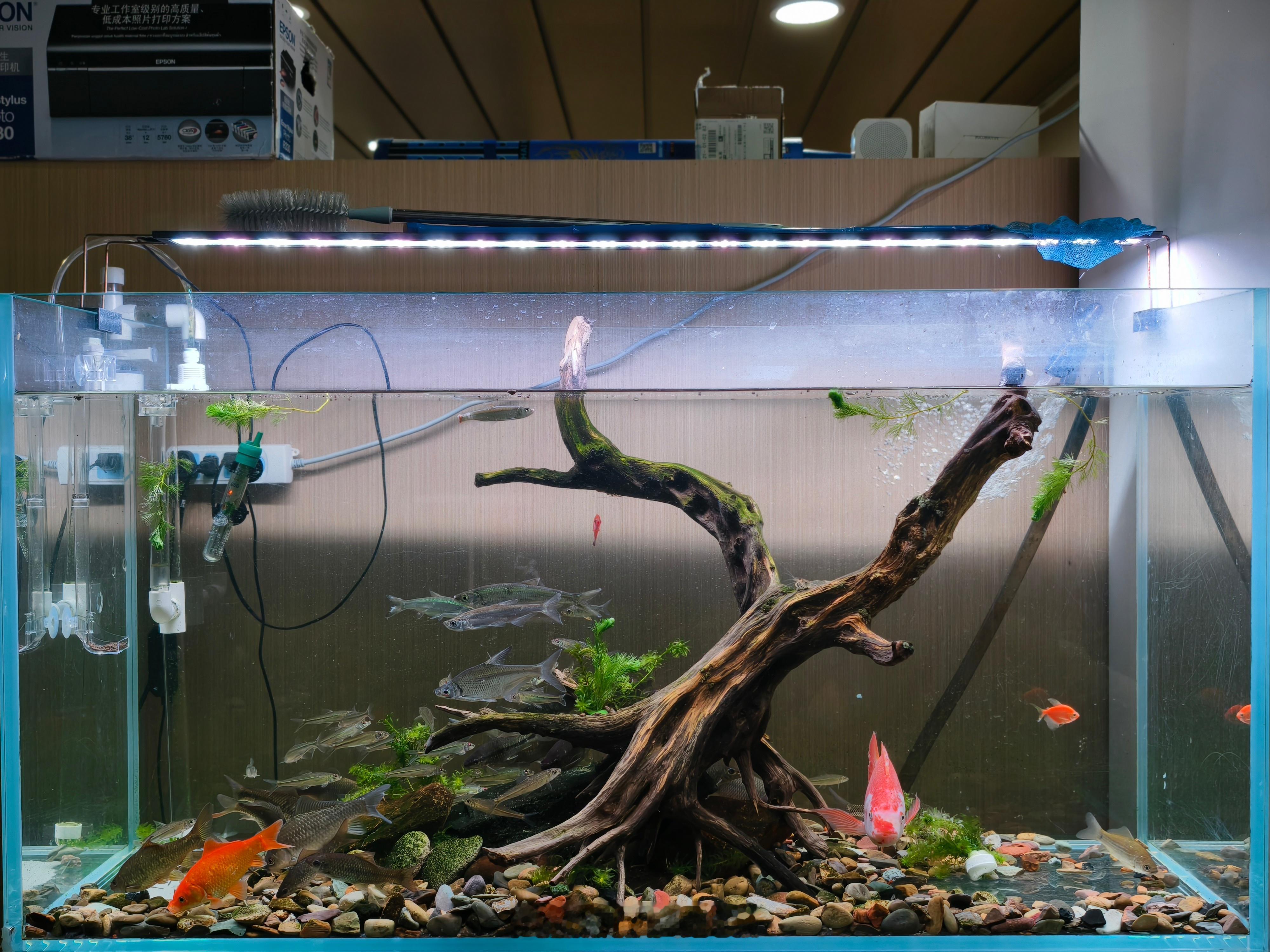 聪哥的野钓鱼缸最近没给他上强度，给他太多时间，动不动就去增城钓鱼[怒]他说图2的