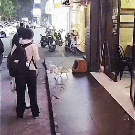 猫猫太空步 ​​​