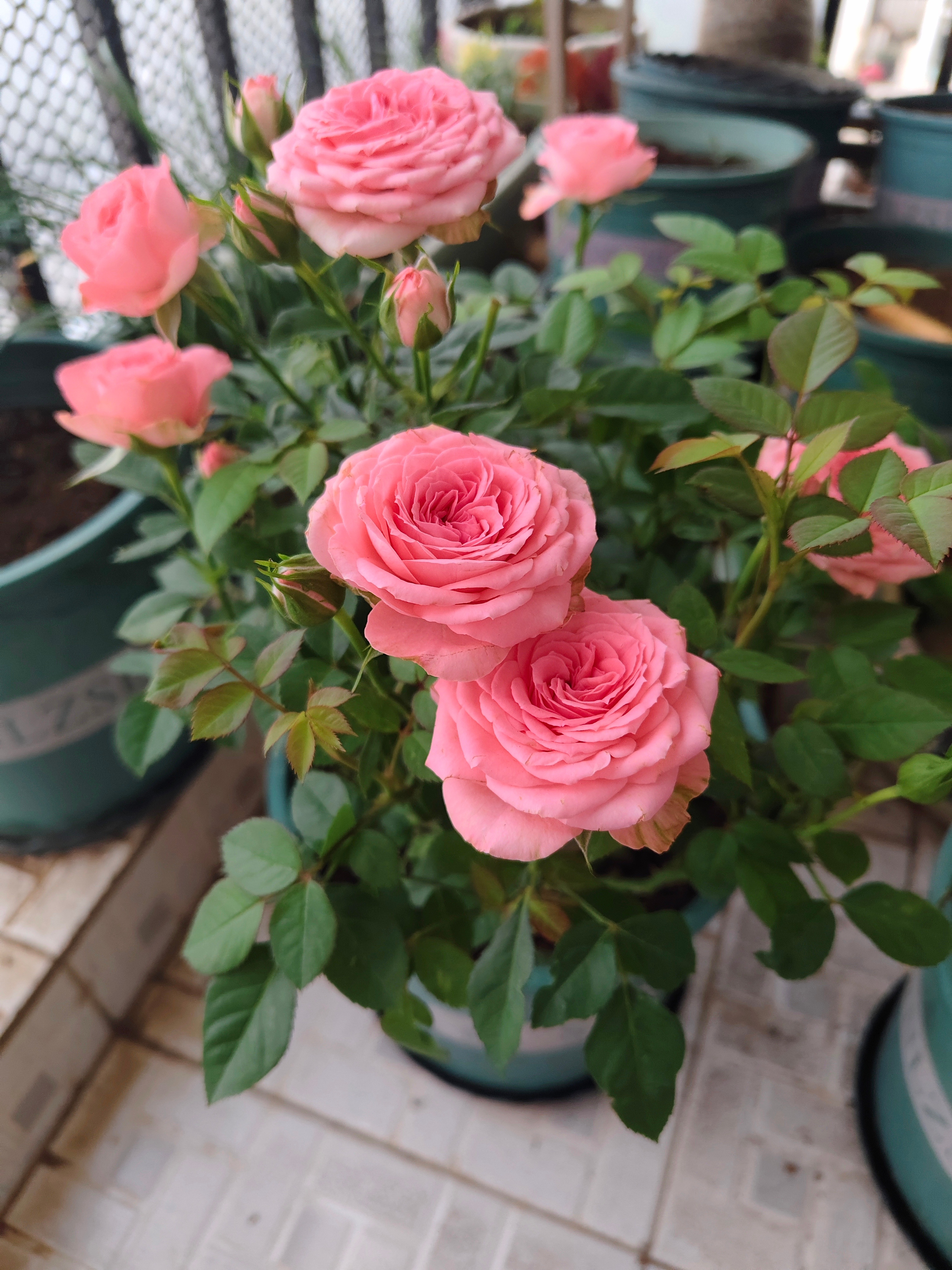 昆明 种花种花，唯一的爱好。 