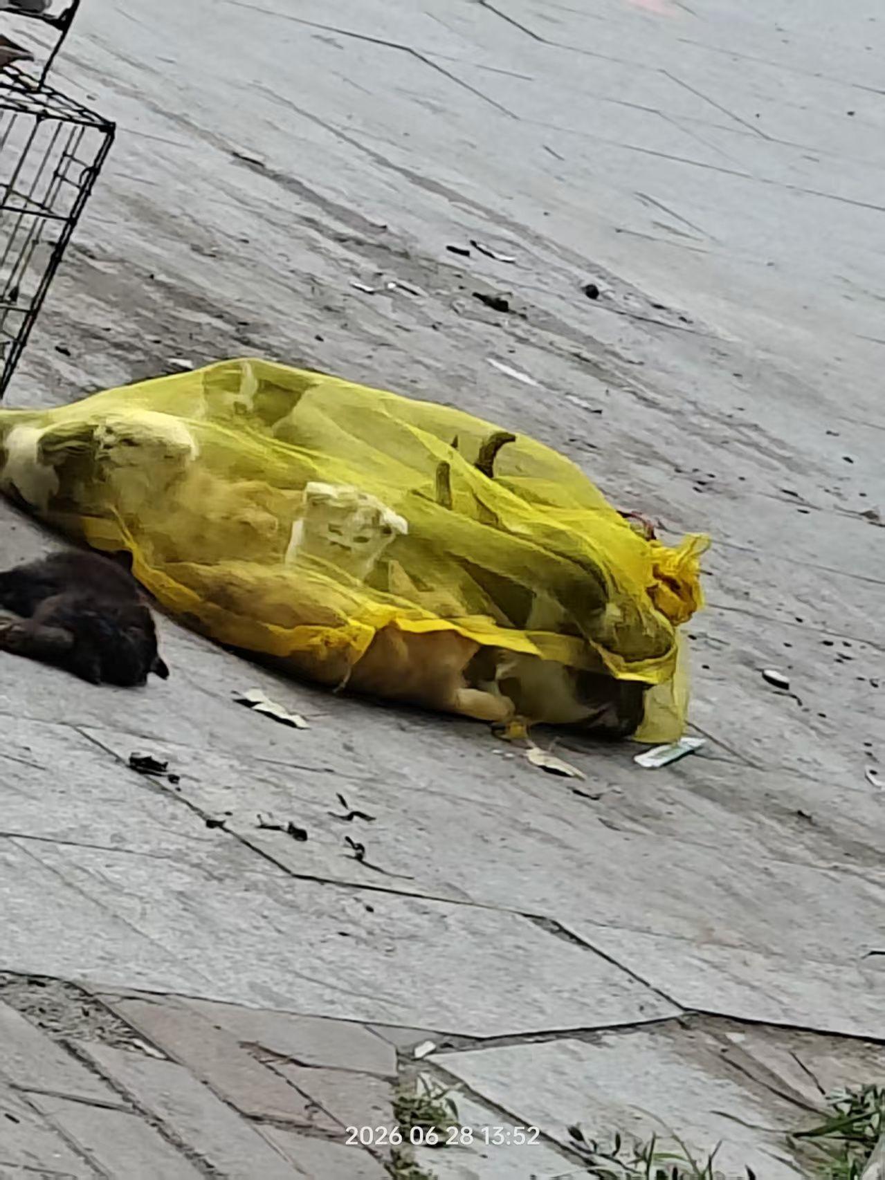 这段令人意难平的视频画面拍摄于几天前的一个早上，猫贩子把刚刚抓捕回来的流浪猫，随