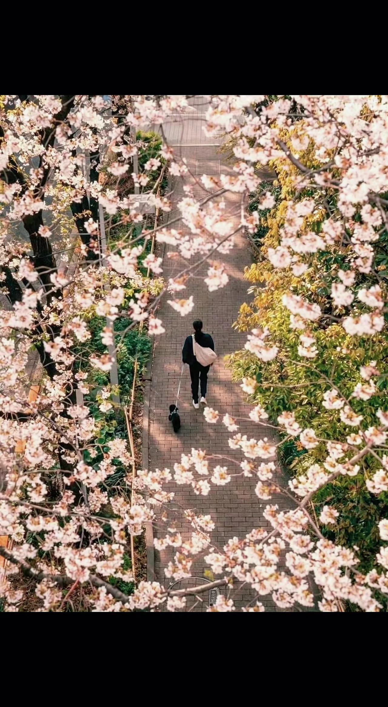 🌸花瓣雨落满肩头，像春天在写情诗💌。一人一犬走在时光里，脚步都是温柔的形状。