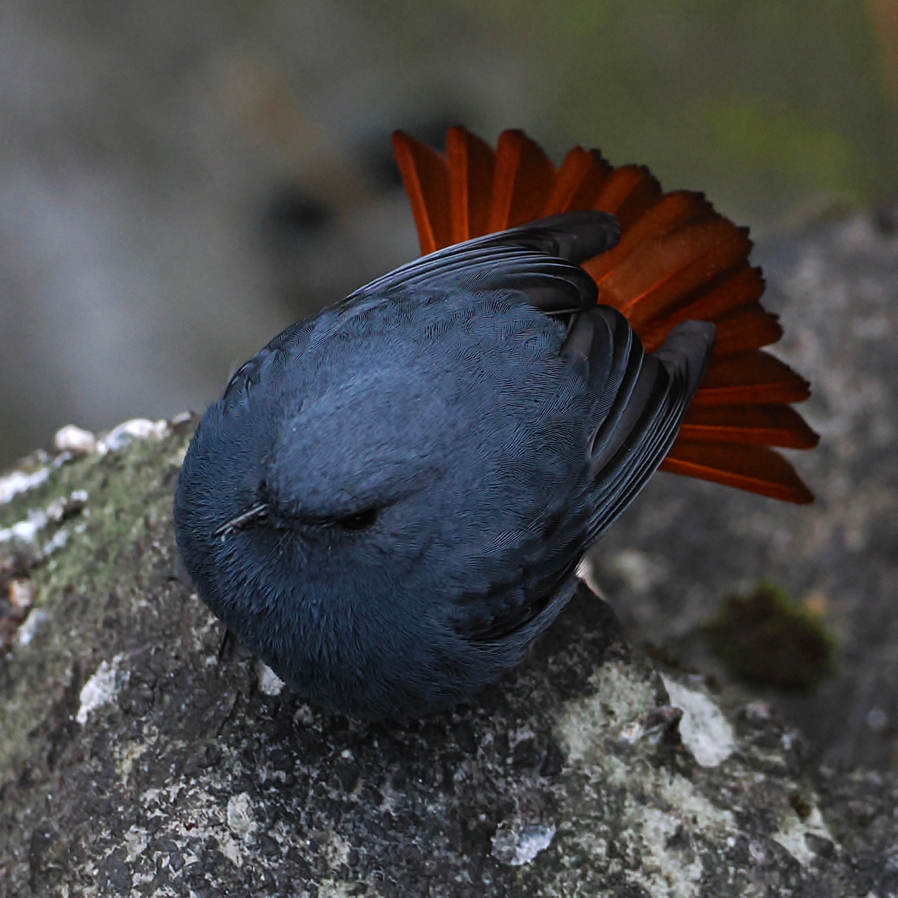 这种啾的红黑配色真的很好看啊！适合去跳弗拉明戈