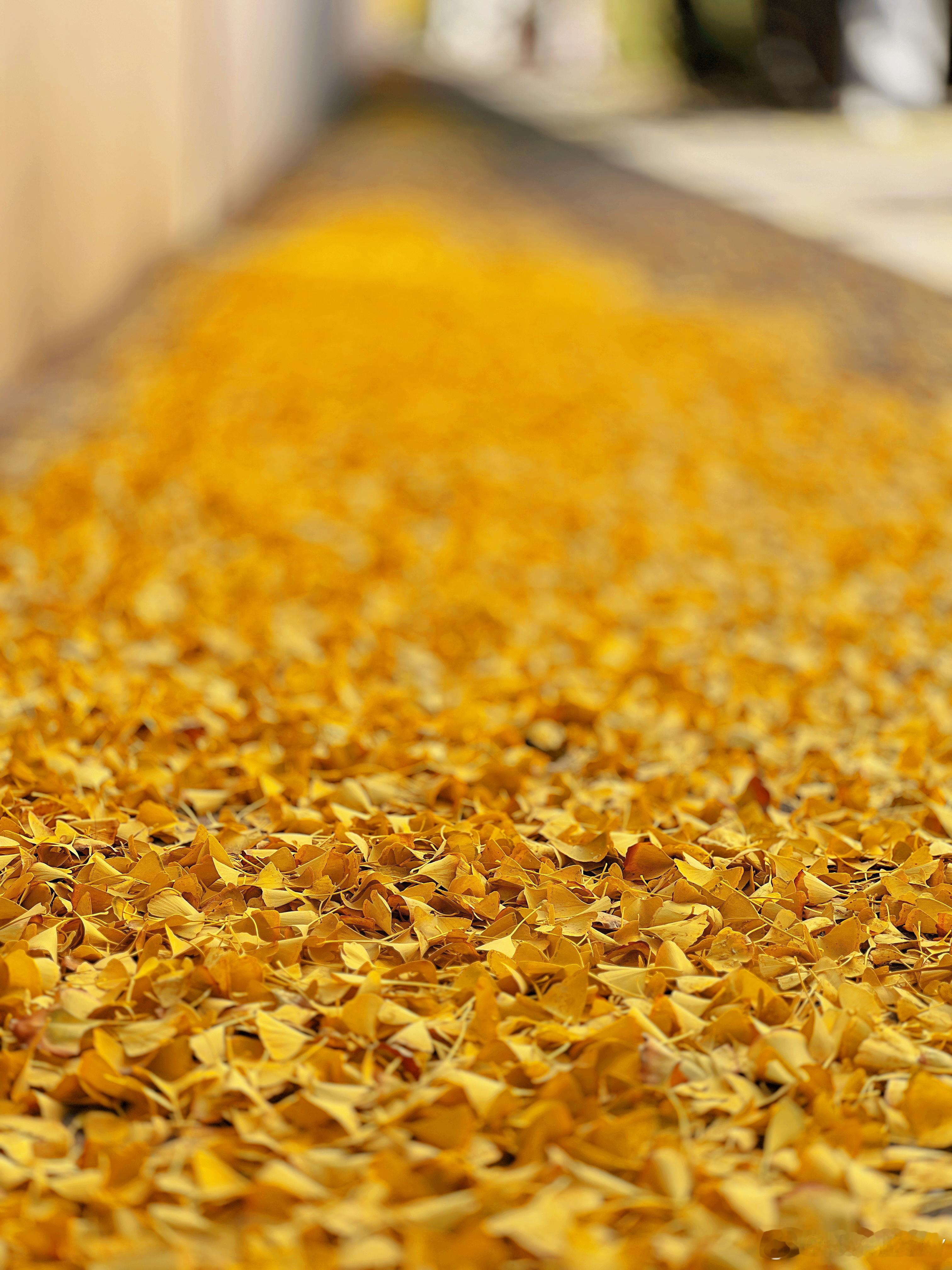 最近的北京美出新高度啦摄影​​​