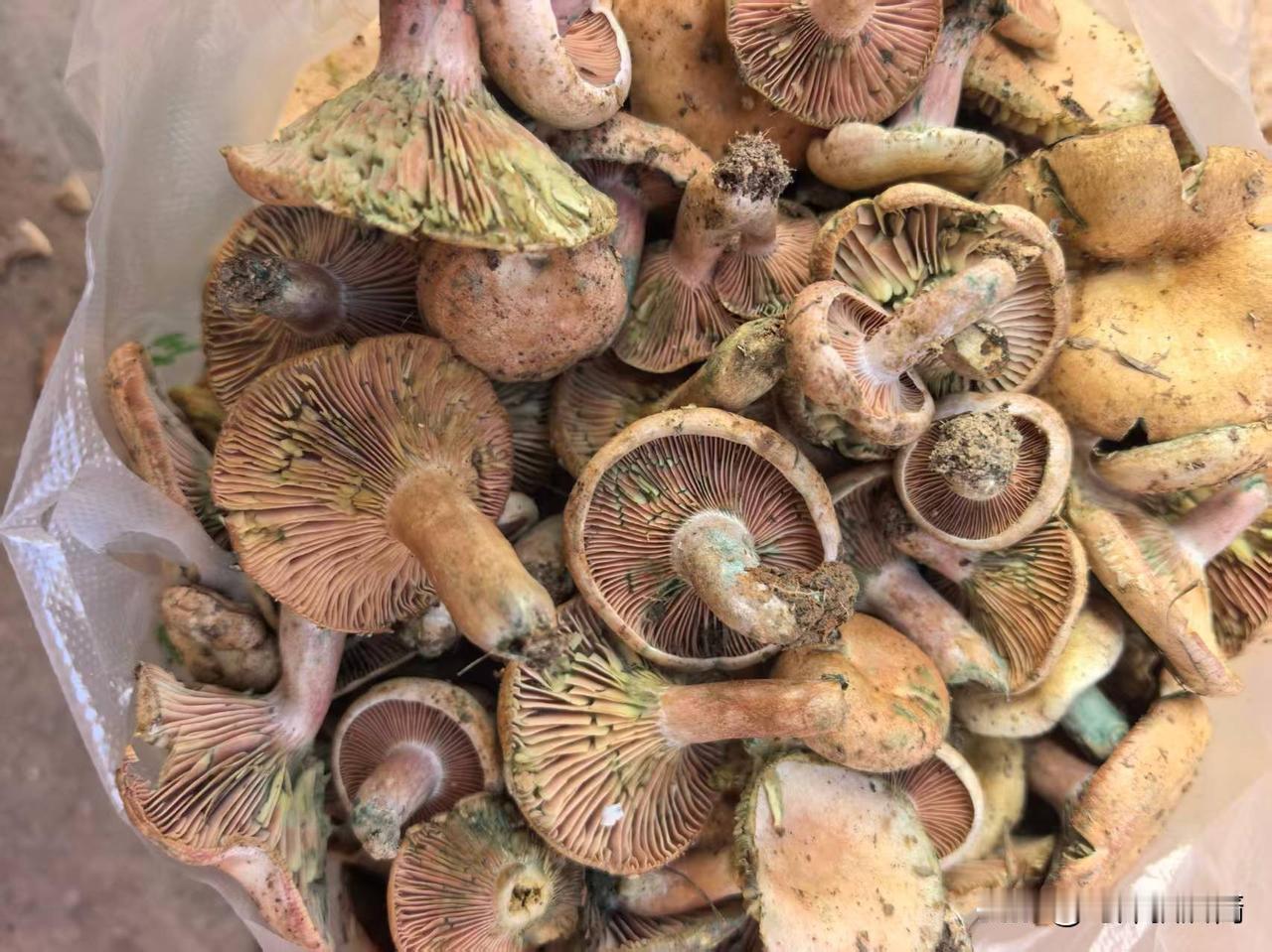 各位看看，买的给合适（合不合适），价钱？
地点姚安。
谷熟菌，鸡枞总共216块钱