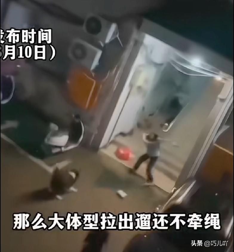 遛大型犬不拴绳追扑女孩儿，人家拿棍子正当防卫，结果养狗人却一边护狗一边责骂女孩儿