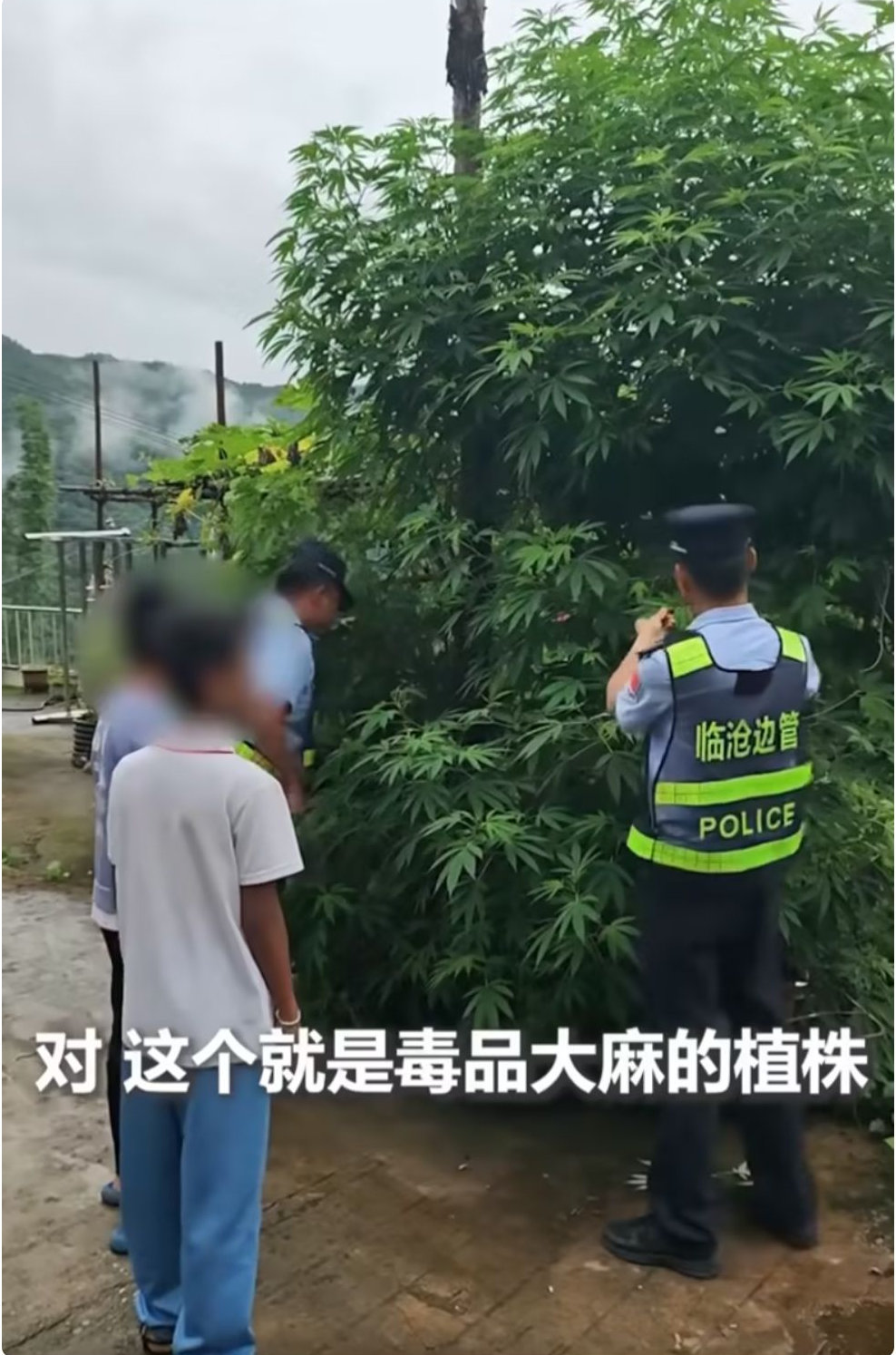 俩小学生揪了把叶子冲进边境派出所：警察叔叔，这像不像大麻？民警一查还真是 