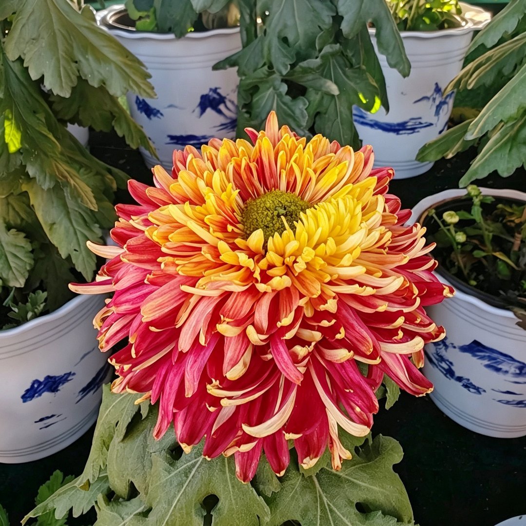 秋光正好  百菊争艳孔望山菊花展  ​​​