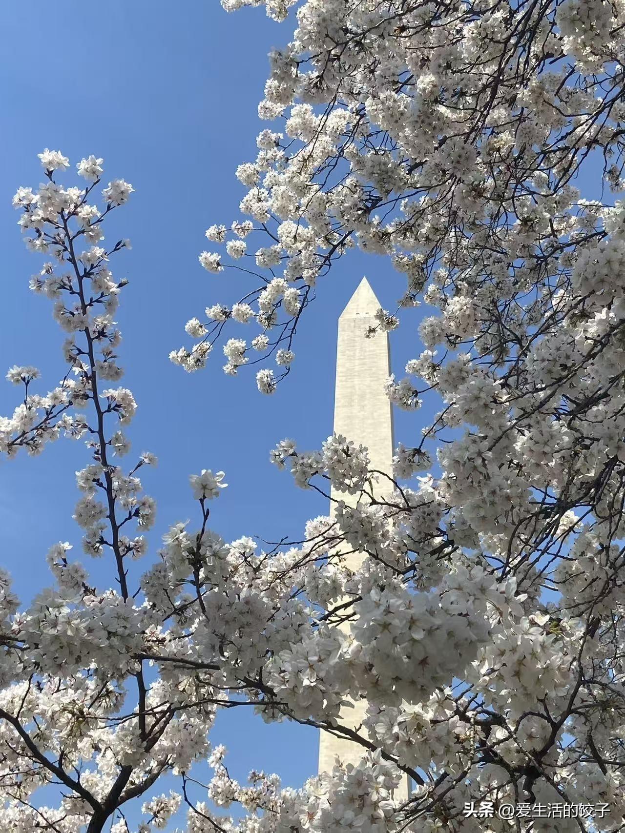 今年春天，我最大的心愿其实很简单。说不上多么远大，可一想到就满心欢喜——在国外留