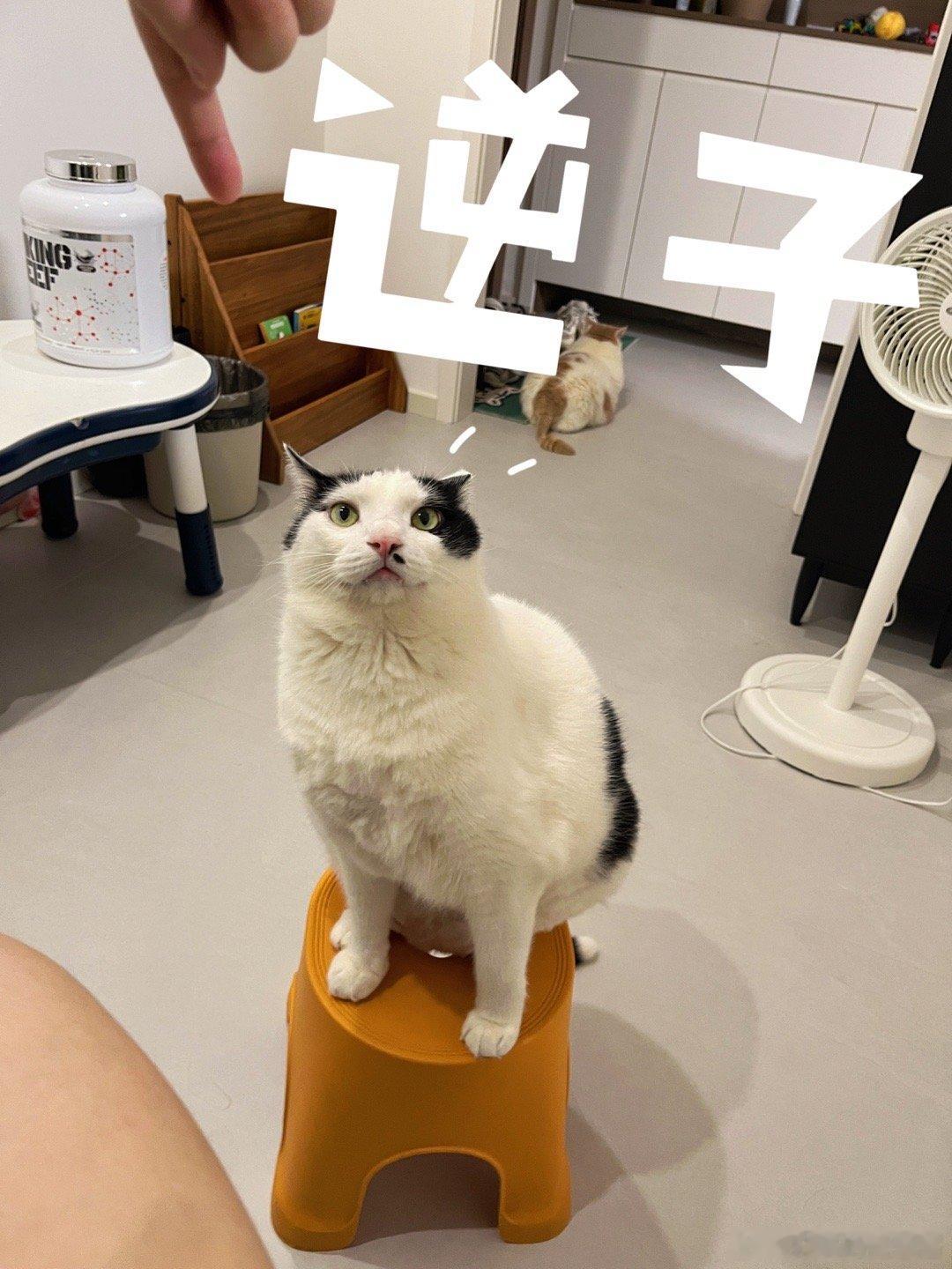 这是喊我给它让位置你敢信[裂开]猫根本不需要坐凳子或者椅子的好吗！！#记录高萌瞬