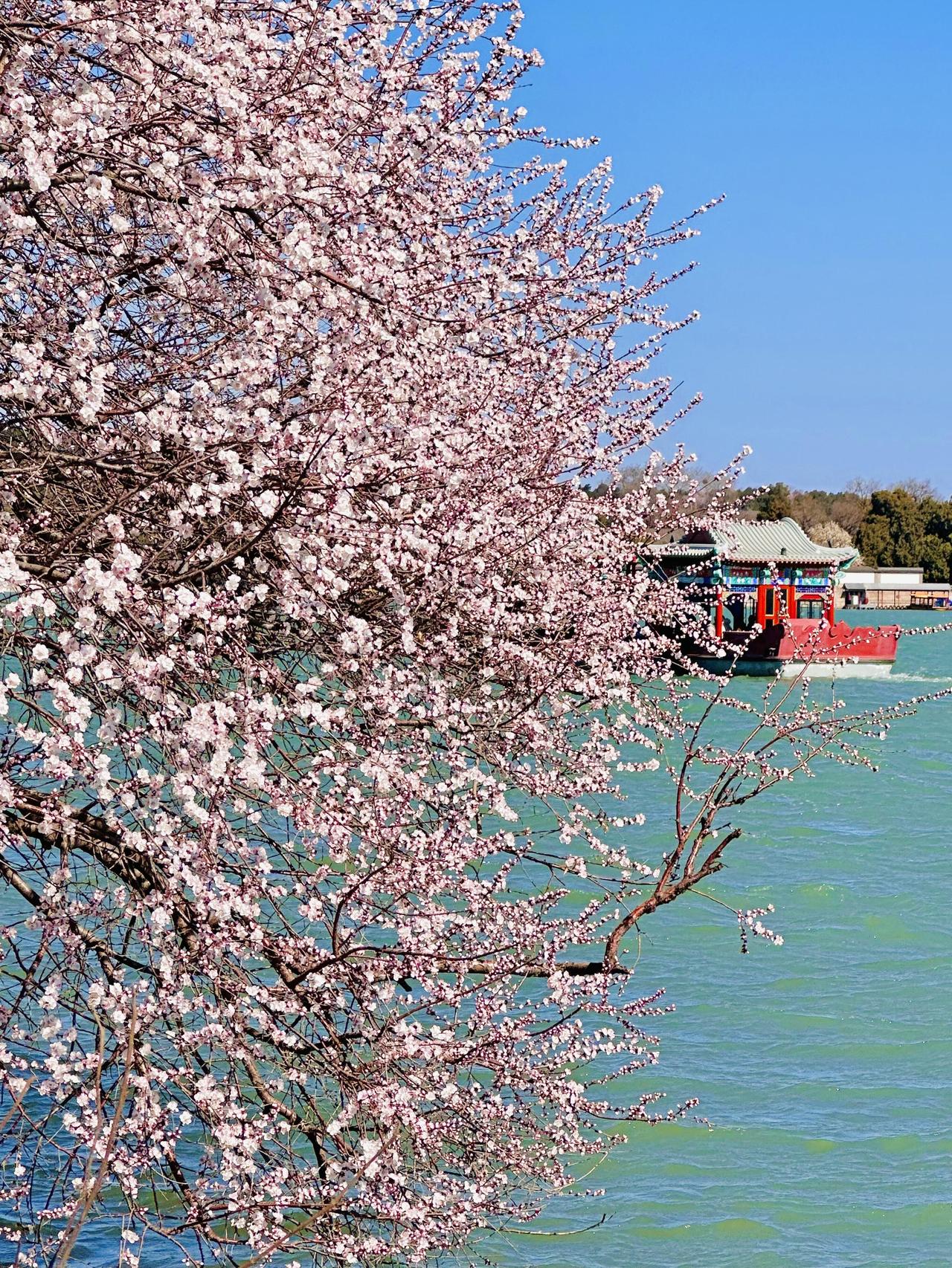春风拂过昆明湖，粉白的花枝斜斜探向水面，佛香阁在澄澈的蓝天里静静伫立。
一湖春水